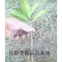 湖北桂花苗批發(fā)，桂花苗銷售
