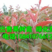 批發(fā)京桃苗，紅瑞木，白榆苗，糖槭苗