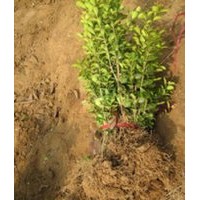 瀏陽花木基地品種有保證，數(shù)量可以大量，價(jià)格更優(yōu)惠。