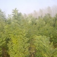 供應(yīng)速生國(guó)槐小苗
