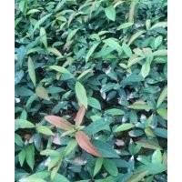 低價供應(yīng)一年刨花楠杯苗