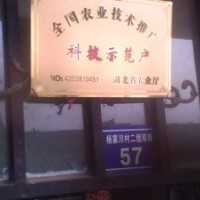 2013年桂花芽苗 桂花苗 銀杏苗