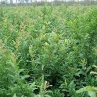 石榴苗、泰山紅石榴苗