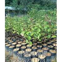 供應：紅花荷
