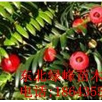 東北紅豆杉苗，紅豆杉苗，紅豆杉種子，紅豆杉苗價(jià)格，吉林紅豆杉