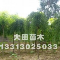 提供龍爪槐-河北大田綠化苗木場
