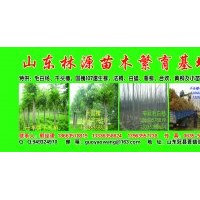 毛白楊，國槐，椿樹，107，法桐，榆樹