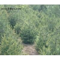 1.5米白皮松，白皮松價(jià)格，白皮松公司