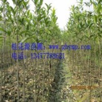 苗圃桂花樹苗批發(fā)100-120CM金桂、銀桂、八月桂300珠包郵