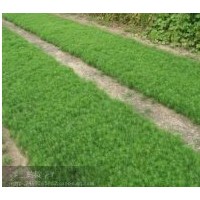 出售樟子松 油松 本年小苗 5——40公分 可訂購