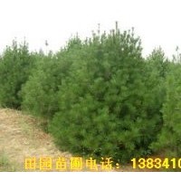供應(yīng)山西絳縣白皮松，容器袋白皮松，白皮松種子，白皮松占地苗