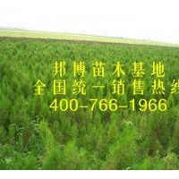 供應(yīng)優(yōu)質(zhì)油松苗、一年生油松樹苗