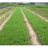 大型綠化基地：供應(yīng)大量側(cè)柏營(yíng)養(yǎng)缽 大量營(yíng)養(yǎng)袋葡萄苗、國(guó)槐樹(shù)、