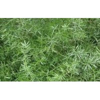 苗木天門冬高：30-35公分