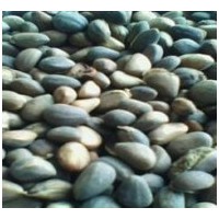 供應(yīng)白皮松籽、油松籽、華山松籽、黑松籽、