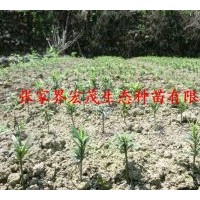 供應(yīng)羅漢松苗
