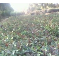 大量供應自產苗木 實生桂花苗 200萬株