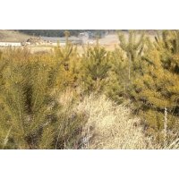 出售定植樟子松，80-1.2米，30萬(wàn)棵.1.2-1.5米， 20萬(wàn)棵