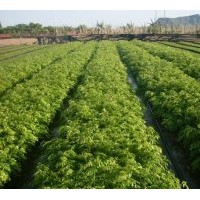 供應(yīng)廣西黃花梨苗 花梨木苗 降香黃檀苗