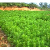 供應(yīng)馬尾松苗 濕地松苗 松木苗 松樹苗和種子