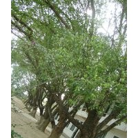 供應樟木苗 香樟苗 香樟樹 樟木樹