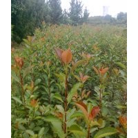 紅榕小苗