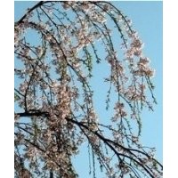 櫻花，綠化苗木