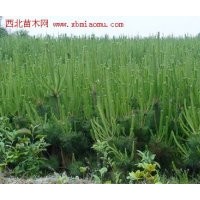 黑松 油松 側柏苗