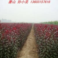紅葉李小苗 保定太陽李小苗