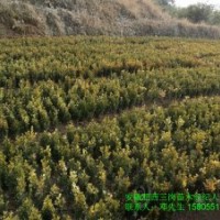 大量供應(yīng)紅葉李小苗-紫薇小苗-香樟小苗-桂花小苗-樸樹(shù)小苗-國(guó)槐