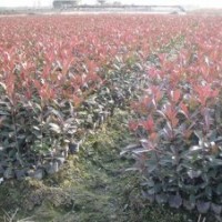 紅葉石楠、桂花