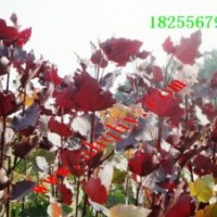 全紅楊 擁有苗木基地1萬(wàn)余畝
