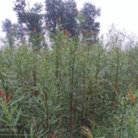 出售彩柳，青柳，條柳，杞柳，鹽柳