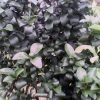 天竺桂芽苗50萬(wàn)，巴西蜜橘小苗50萬(wàn)