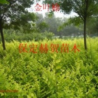 河北金葉榆