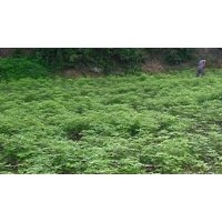 香樟一年苗