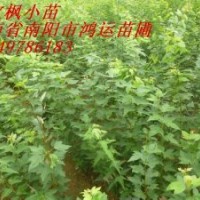 常年供應(yīng)北欒，木瓜，元寶楓，杜仲小苗，辛夷，流蘇種子。