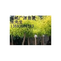 山西國(guó)槐小苗 3-15公分國(guó)槐 出售運(yùn)城 廣源苗木合作社