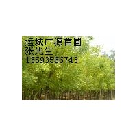 供應(yīng)山西國(guó)槐基地 國(guó)槐小苗 國(guó)槐價(jià)格 國(guó)槐出售