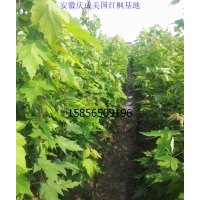 美國紅楓小苗