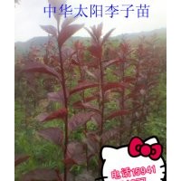 中華太陽(yáng)李-中太陽(yáng)李子苗