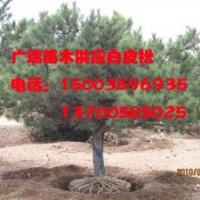 供應(yīng)白皮松小苗，白皮松樹，白皮松小苗山西，白皮松樹產(chǎn)地