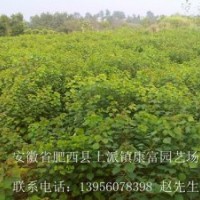 安徽肥西大量供應(yīng)烏桕 紅葉李 三角楓 紅葉石楠 中華石楠 紫薇 香