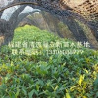 供應竹柏苗