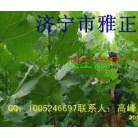 法桐小苗
