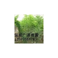 山西國(guó)槐小苗【一年生國(guó)槐小苗30公分以上】?jī)r(jià)格優(yōu)惠