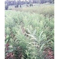 供應(yīng)國槐小苗 國槐小苗 國槐小苗 國槐小苗價(jià)格