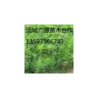 白皮松小苗【出售】白皮松小苗【價(jià)格】白皮松小苗
