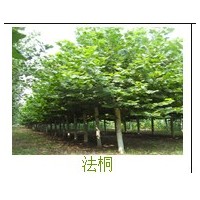 速生法桐價格 哪里有種植速生法桐的 哪里的速生法桐便宜 哪里有