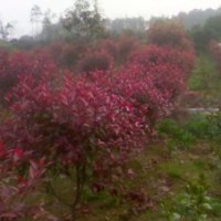 紅葉石楠